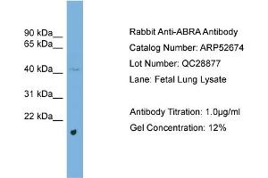 WB Suggested Anti-ABRA  Antibody Titration: 0. (ABRA antibody  (Middle Region))
