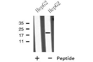 Western blot analysis of MID1IP1 using HepG2 whole cell lysates (m1ip1 antibody  (Internal Region))