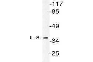 Western blot (WB) analysis of IL-8 antibody in extracts from HeLa cells. (IL-8 antibody)