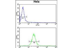 Flow cytometry analysis of Hela cells (bottom histogram) compared to a negative control cell (top histogram). (MARC2 antibody  (C-Term))
