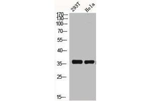 Western Blot analysis of HELA 293T cells using BRAF35 Polyclonal Antibody (HMGB2 antibody  (N-Term))