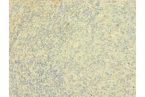 Immunohistochemistry of paraffin-embedded human tonsil tissue using ABIN7167504 at dilution of 1:100 (PTPRJ antibody  (AA 140-370))