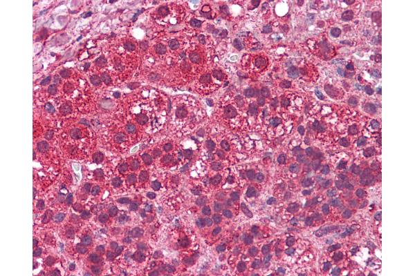 LYPD3 antibody  (N-Term)
