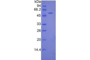 SDS-PAGE analysis of Mouse FKBP5 Protein.
