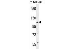 CCDC158 Antibody (C-term) western blot analysis in mouse NIH-3T3 cell line lysates (35µg/lane). (CCDC158 antibody  (C-Term))