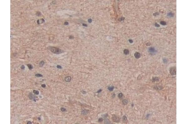 BCAS3 antibody  (AA 230-546)