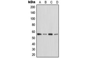Western blot analysis of MST2 expression in HeLa (A), Raw264. (STK3 antibody  (C-Term))