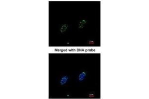 Immunofluorescence (IF) image for anti-Replication Protein A1, 70kDa (RPA1) (C-Term) antibody (ABIN2856633)