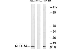 Western blot analysis of extracts from HepG2 cells and RAW264. (NDUFA4 antibody  (C-Term))
