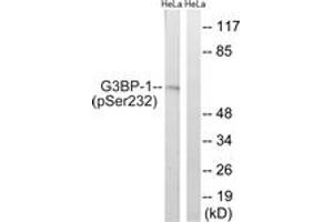 Western blot analysis of extracts from HeLa cells, using G3BP-1 (Phospho-Ser232) Antibody.