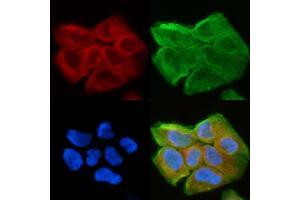 ABIN6263849 and ABIN6278605 staining Hela cells(30 min of UV treatment) by IF/ICC. (OR2A5/2A14 (C-Term) antibody)