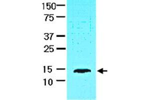 Cell lysate of HepG2 (30 ug) was resolved by SDS-PAGE and probed with FABP1 monoclonal antibody, clone 2G4  (1:1000). (FABP1 antibody  (AA 1-127))