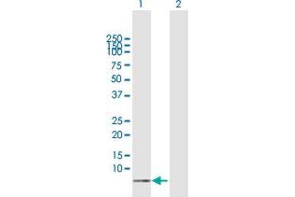 CCL18 antibody  (AA 1-89)