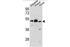 BTBD17 antibody  (C-Term)