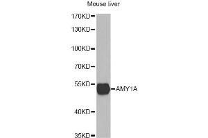 Western blot analysis of extracts of mouse liver, using AMY1A antibody. (AMY1A antibody)