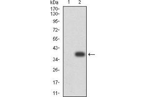 Western blot analysis using CD268 mAb against HEK293 (1) and CD268 (AA: extra 1-78)-hIgGFc transfected HEK293 (2) cell lysate.