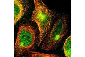 Immunofluorescent staining of U-2 OS with ARID3A polyclonal antibody  (Green) shows positivity in cytoplasm, the Golgi apparatus and nucleus but excluded from the nucleoli. (ARID3A antibody)