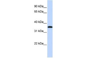 WB Suggested Anti-VGLL3 Antibody Titration: 0. (VGLL3 antibody  (Middle Region))