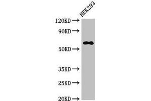 Western Blot Positive WB detected in: HEK293 whole cell lysate All lanes: TRAF3 antibody at 3. (TRAF3 antibody  (AA 1-40))