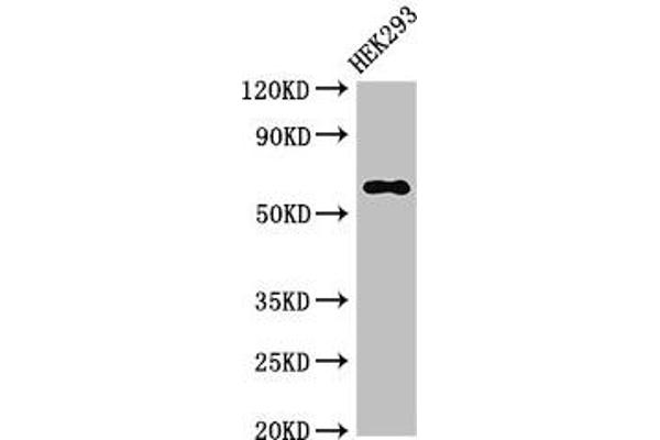 TRAF3 抗体  (AA 1-40)