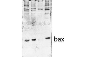 Western Blot (WB) analysis of HeLa MCF-7 U2OS 3T3 cells, antibody was diluted at 1:500. (BAX antibody  (Internal Region))