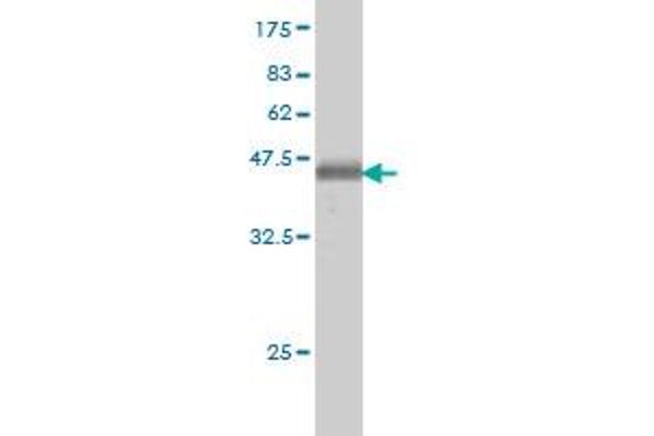 ATP2C1 antibody  (AA 119-269)