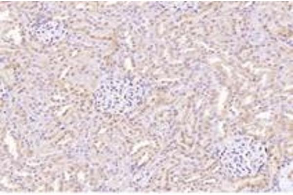 Cathepsin L2 antibody