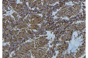ABIN6276551 at 1/100 staining Mouse testis tissue by IHC-P. (NCF1 antibody  (C-Term))