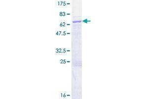 Image no. 1 for RNA Binding Motif Protein 4B (RBM4B) (AA 1-359) protein (GST tag) (ABIN1317616) (RBM4B Protein (AA 1-359) (GST tag))