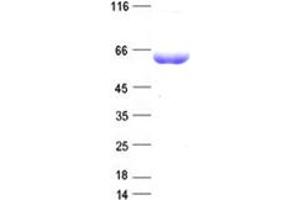 Validation with Western Blot (STIP1 Protein (DYKDDDDK Tag))