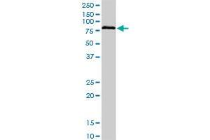 BRD3 monoclonal antibody (M03A), clone 6C10. (BRD3 antibody  (AA 418-556))