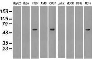 Western blot analysis of extracts (35 µg) from 9 different cell lines by using anti-anti-NRBP1monoclonal antibody. (NRBP1 antibody)