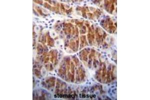 Immunohistochemistry (IHC) image for anti-CDC14 Cell Division Cycle 14 Homolog A (CDC14A) antibody (ABIN3003762) (CDC14A antibody)