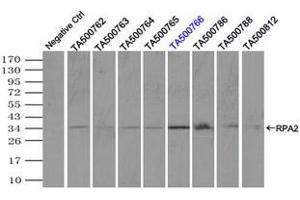Image no. 2 for anti-Replication Protein A2, 32kDa (RPA2) antibody (ABIN1500739) (RPA2 antibody)