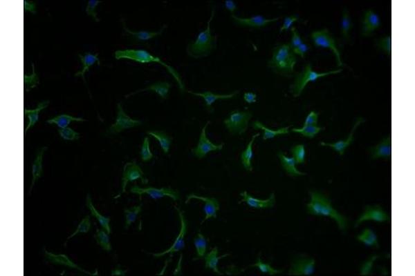 CLCN6 antibody  (AA 572-869)