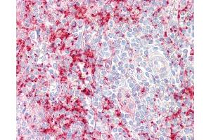 Anti-SEPT1 / Septin 1 antibody IHC staining of human spleen. (Septin 1 antibody  (C-Term))