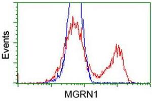 HEK293T cells transfected with either RC208284 overexpress plasmid (Red) or empty vector control plasmid (Blue) were immunostained by anti-MGRN1 antibody (ABIN2454418), and then analyzed by flow cytometry. (Mahogunin RING Finger Protein 1 antibody)
