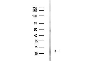 anti-Brain Abundant, Membrane Attached Signal Protein 1 (BASP1) (N-Term) antibody