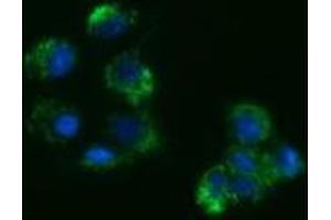 Immunofluorescence (IF) image for anti-Acetyl-CoA Acyltransferase 2 (ACAA2) antibody (ABIN2715631) (ACAA2 antibody)