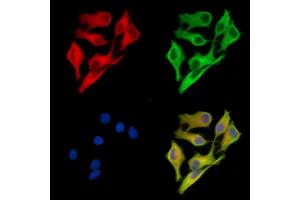 ABIN7095475 and ABIN7099532 staining Hela cells by IF/ICC.