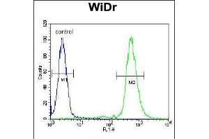Flow cytometric analysis of WiDr cells (right histogram) compared to a negative control cell (left histogram). (RPS6 antibody  (Ser240, Ser244))