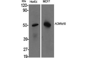 Western Blot (WB) analysis of specific cells using AChRalpha10 Polyclonal Antibody. (CHRNA10 antibody  (C-Term))