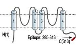 anti-Potassium Channel Subfamily K Member 6 (KCNK6) (AA 295-313), (C-Term), (Intracellular) antibody