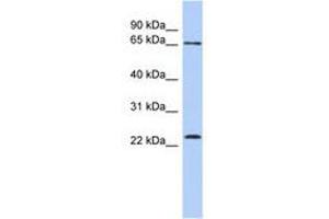 Image no. 1 for anti-Zinc Finger Protein 428 (ZNF428) (N-Term) antibody (ABIN6740264) (ZNF428 antibody  (N-Term))