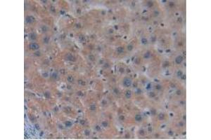 IHC-P analysis of Human Liver Tissue, with DAB staining. (MSTN antibody  (AA 266-375))