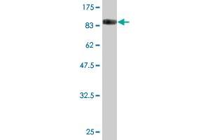 Western Blot detection against Immunogen (88. (FAM200A antibody  (AA 1-573))