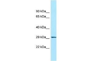 WB Suggested Anti-ORAI3 Antibody Titration: 1. (ORAI3 antibody  (N-Term))