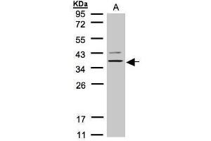 WB Image Sample(30 μg of whole cell lysate) A:H1299 12% SDS PAGE antibody diluted at 1:1000 (Purinergic Receptor P2Y, G-Protein Coupled, 13 (P2RY13) (Internal Region) antibody)