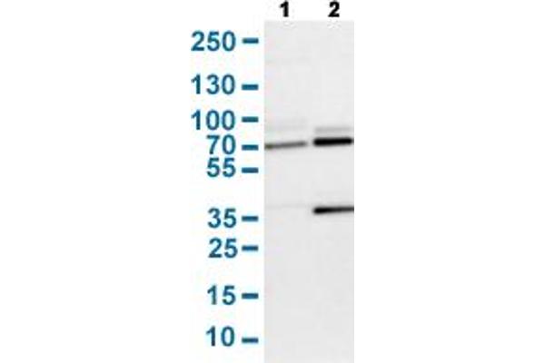 SENP1 抗体  (AA 85-204)