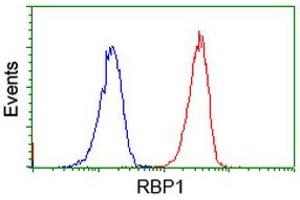Image no. 1 for anti-Retinol Binding Protein 1, Cellular (RBP1) antibody (ABIN1497626) (RBP1 antibody)